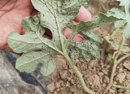 Field Bioassay Demonstration Case for Control of Cotton Aphid on Watermelon