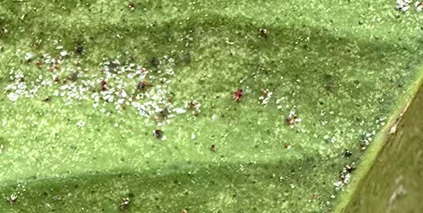 National Early Rice Pest and Disease Outbreak Trend Forecast for 2026